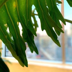 Meet your Posher, Victorina